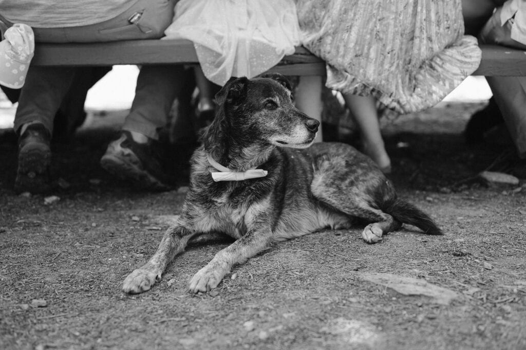 An old dog lays at the feet of his owners during their wedding reception in Sun Valley, Idaho.